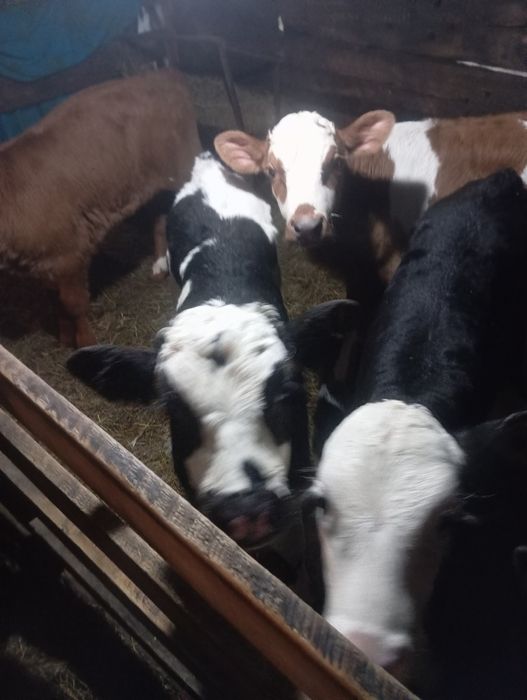 Продам телят нынешних