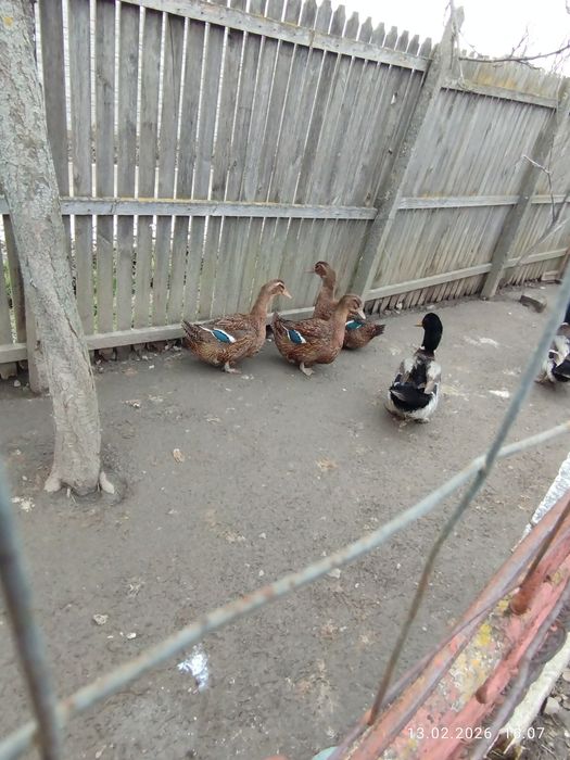 Rațe Rouen sălbatic