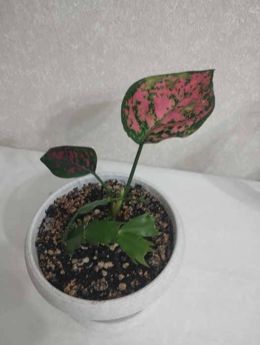 Комнатные цветы: аглаонема, район Евразии