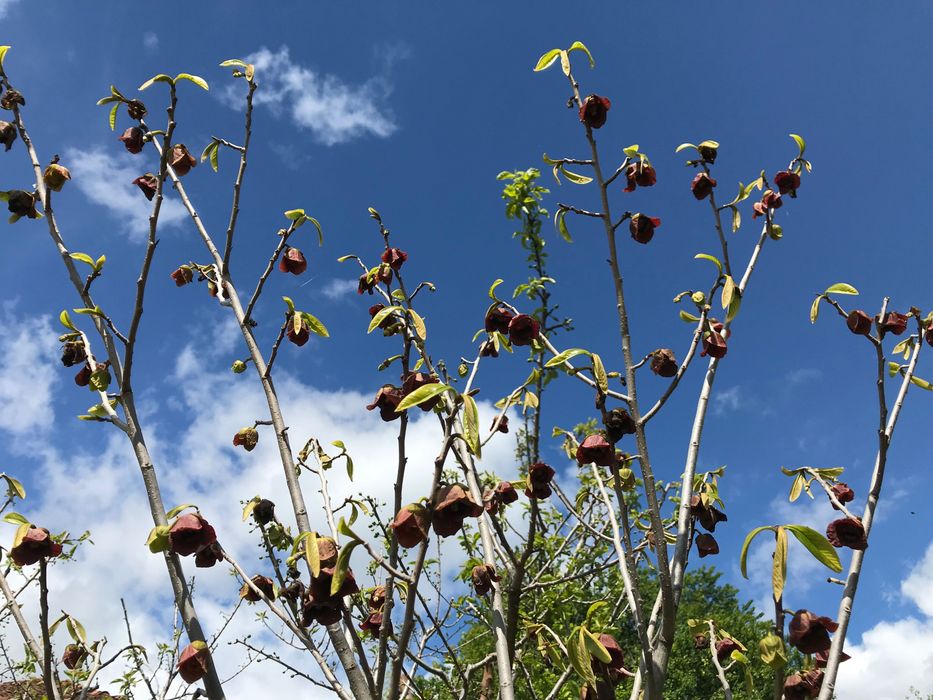 Индиански банан, Асимина трилоба, Asimina triloba,семена и растения