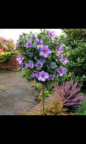 сирень индийский.вющая розаПовлоня..Сирийская роза..штамп .роза ко