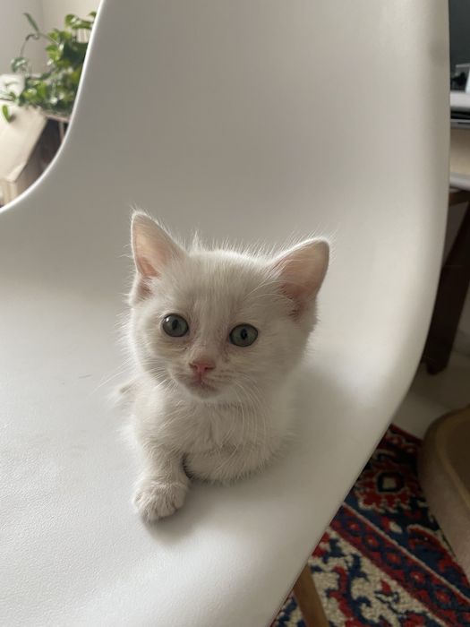 Красивые котята