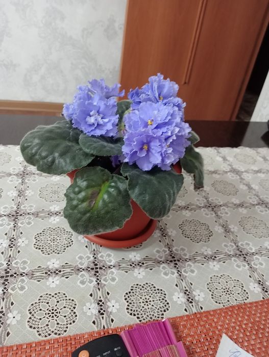 Фиалка королевская,шикарная