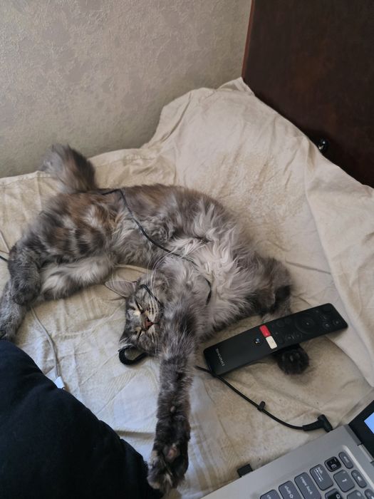 Передержка как у вас дома. Профессиональный подход к каждому.