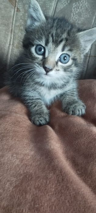 Отдам котят в добрые руки 1 месяц. Мальчик и девочка.