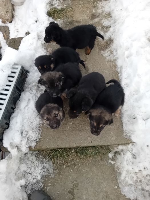 Donez câine rasa metis cu lup