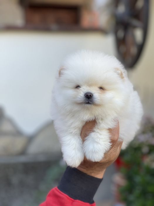 Померан Мини