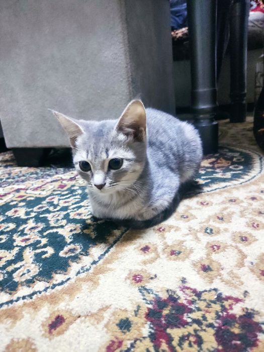 Уй мушукчалар бор