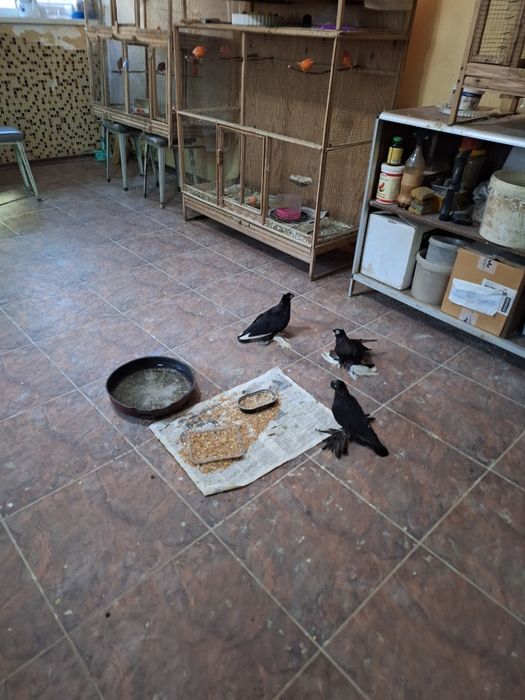 Продаём голубей и канарееек