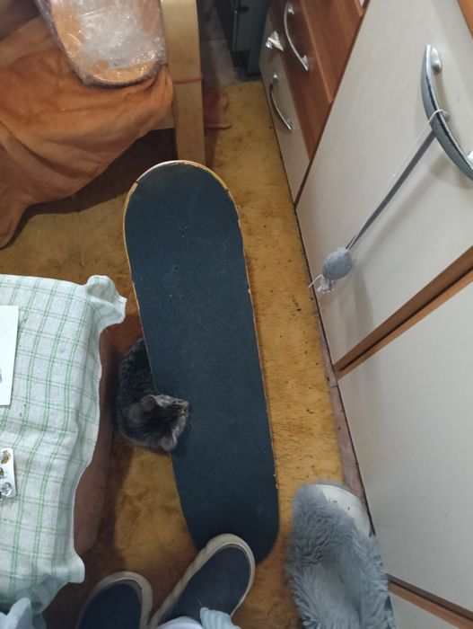 Placa skate independent bones Birdhouse