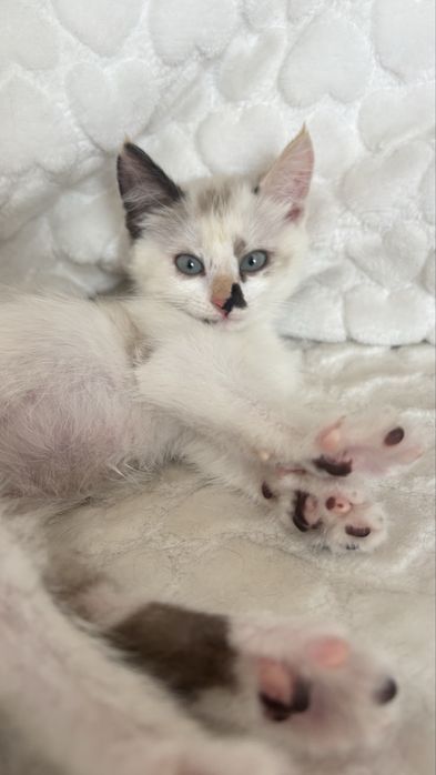 Котенок девочка 2 месяца