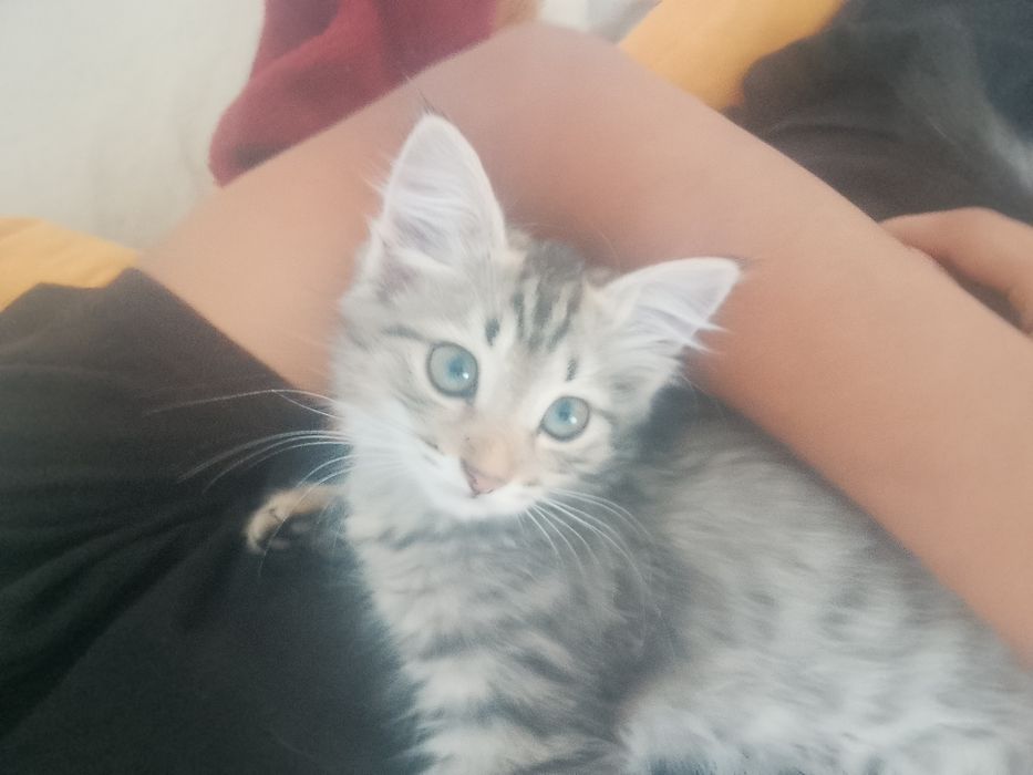 4 котенка в добрые руки