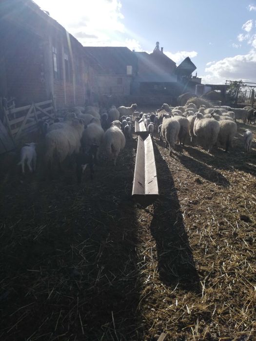 Ovine de vanzare
