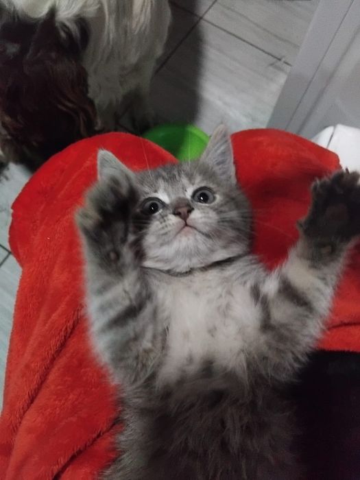 Отдам котят в добрые руки