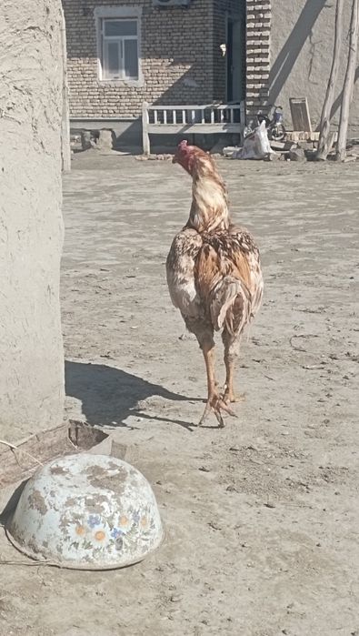 Kulangi xòroz sotiladi