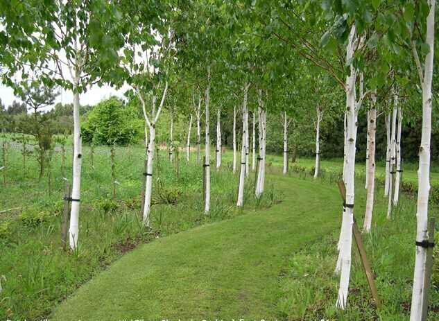 vand platan ( plante ornamentale copaci , tuia )