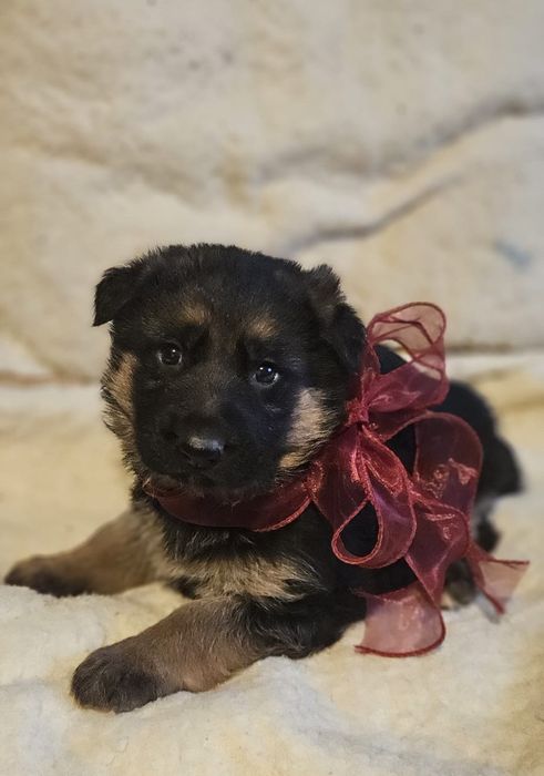 Femelă ciobanesc german