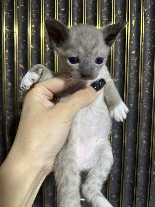 Редкие котята браш