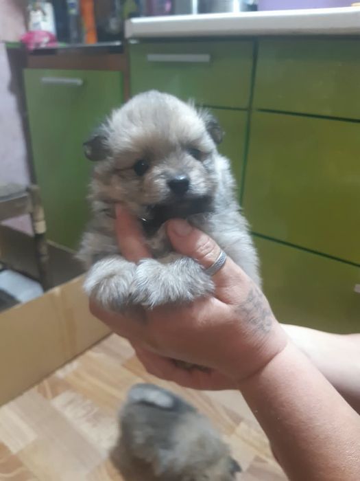 Продам щенков породы немецкий шпиц