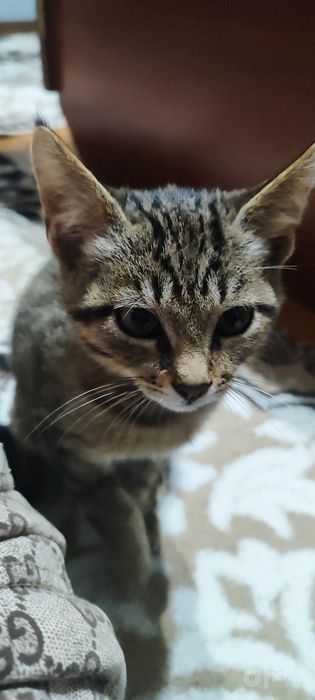 Hadyaga mushuk odobli