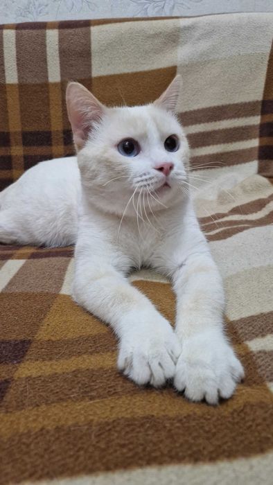 Котик-мальчик Тоша ищет дом и надёжных хозяев