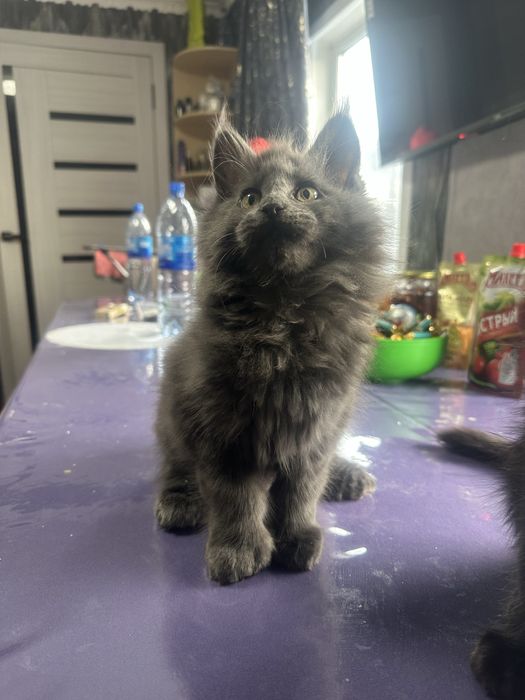 Котенок Мейнкун полидакт мальчик!