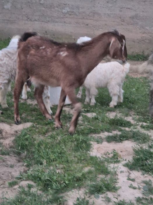 6бас ешкі сатылады