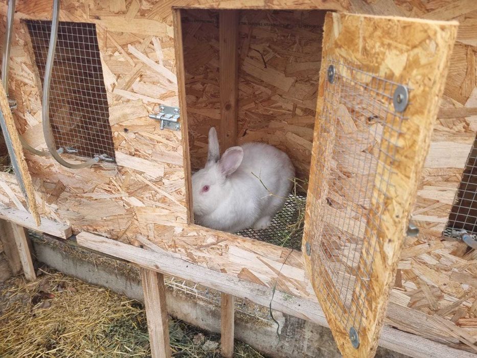 Cusca de iepuri cu iepuri totul automat