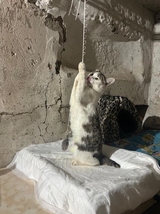 Кошечка Пушинка в добрые руки!