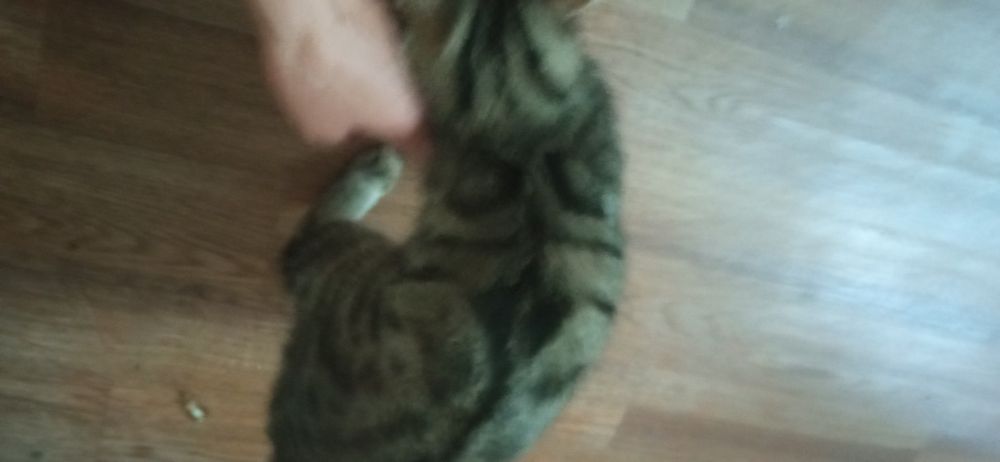 Отдадим подрощенного катёнка