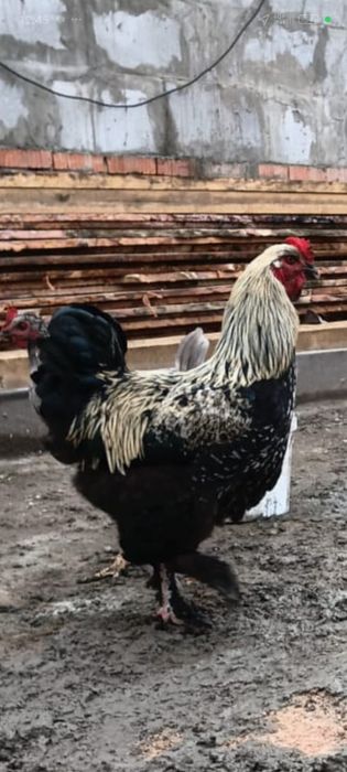 Продам петухов живьём, тушки уток, петухов .Забой по брони.
