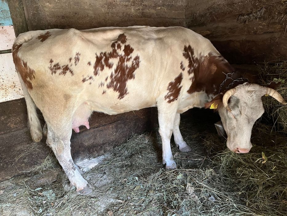 Vând vacă Bălțată Românească