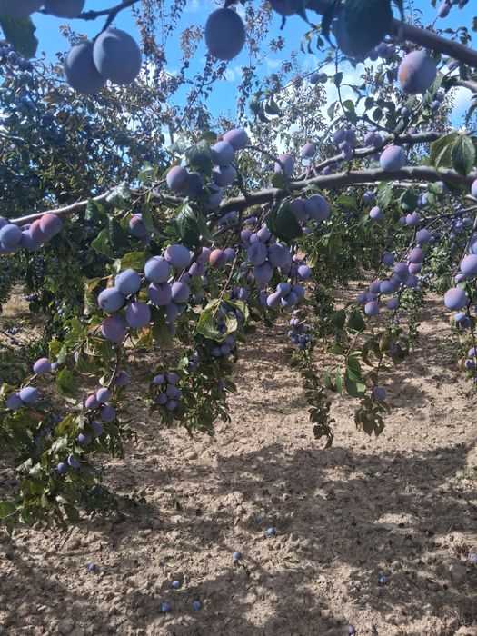 Prune de vanzare