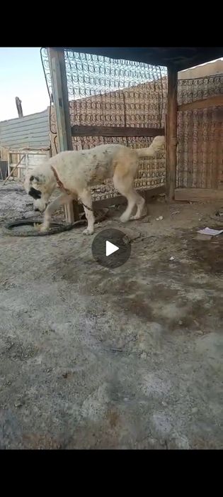 Алабай 8 месяц еркек