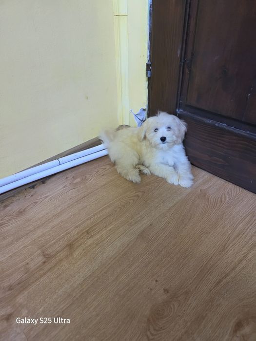 Момче и момиче малтипу