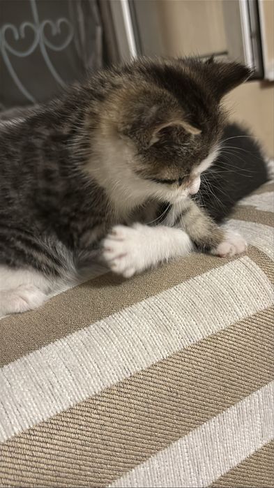 Котята девочки Домашние