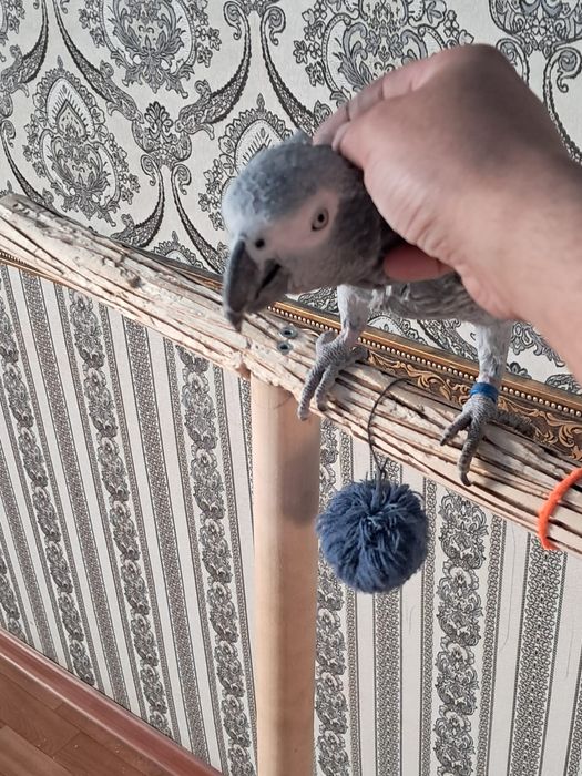 Продам Попугая Жако