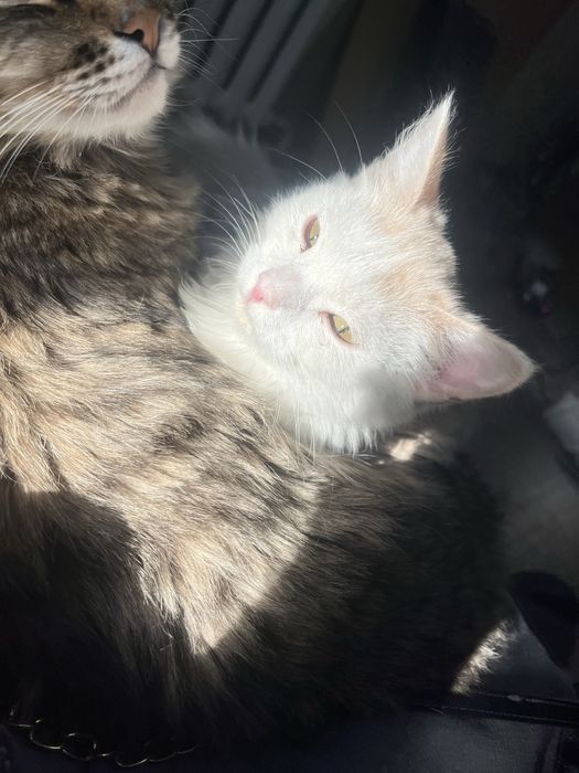 Кот 5 месяцев в добрые руки