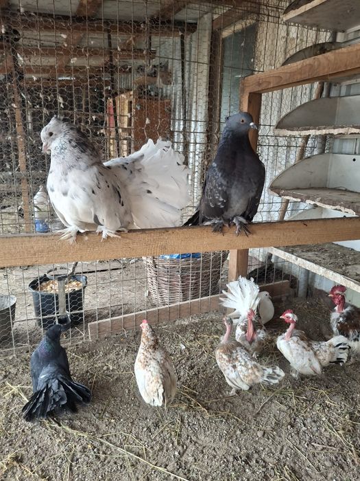 Porumbei voltati indieni