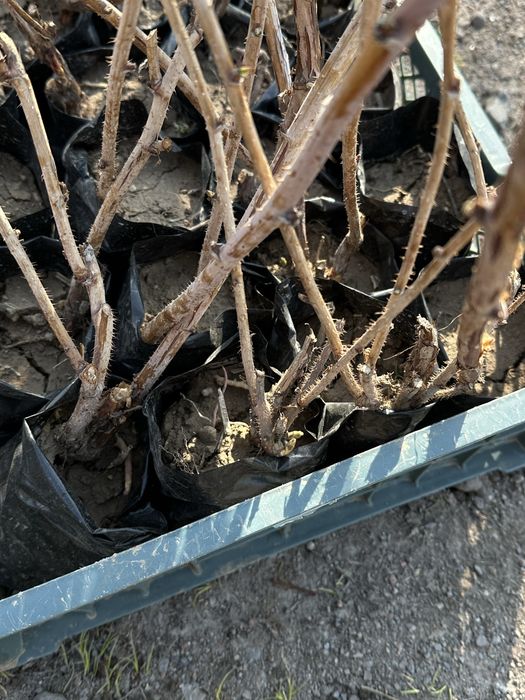 Ежамалина , Малина