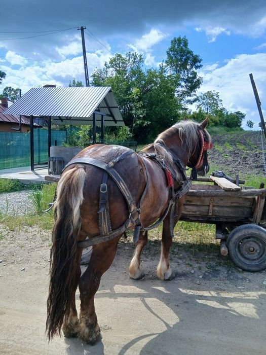 Cârlan semi-greu de vânzare 3 ani