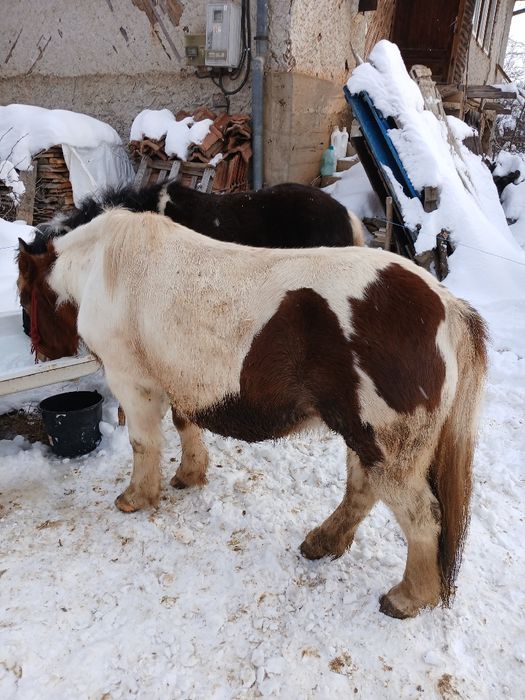 Iepe de ponei Pony , talie mare , tarcate , gestante