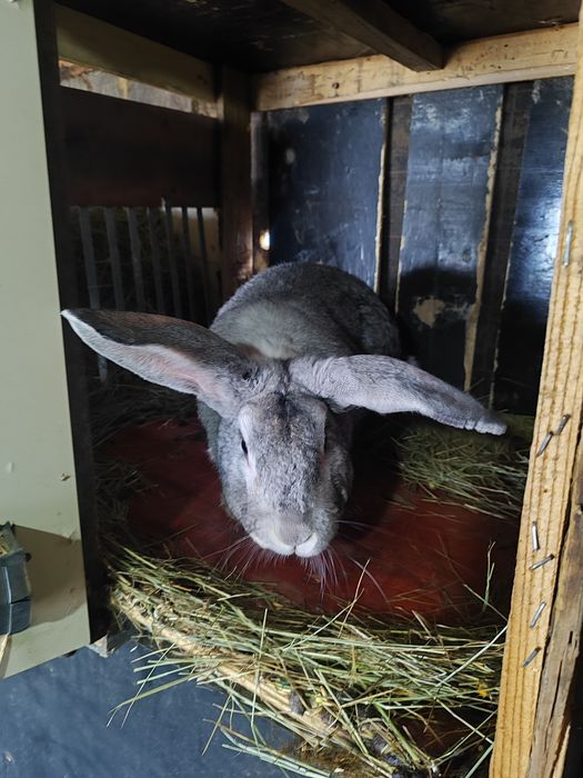 Продам крола или обмен