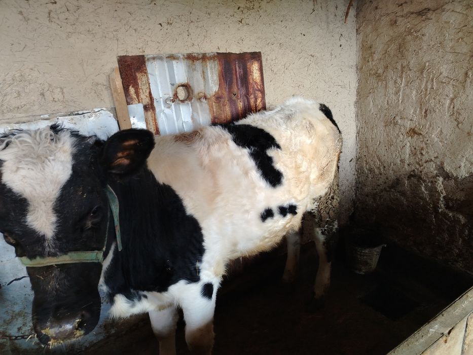 Құнажын сатылады. 480000 тг.