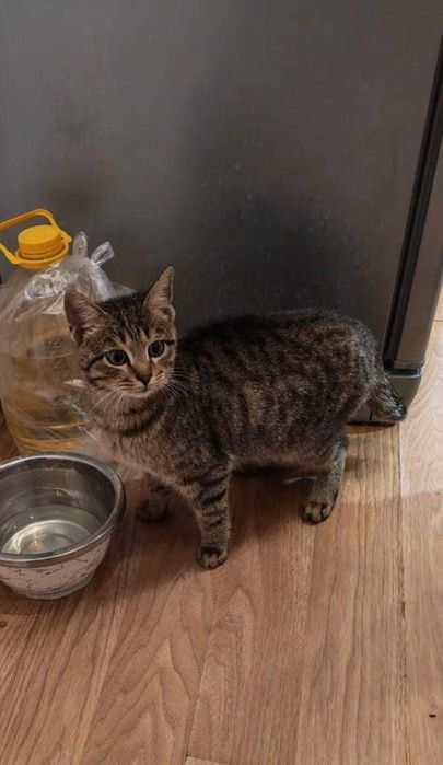 В добрые руки котенок