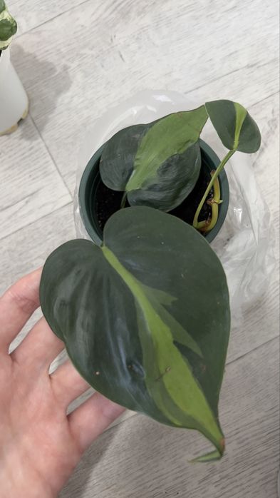 Продам Филодендрон Бразил (взрослый)