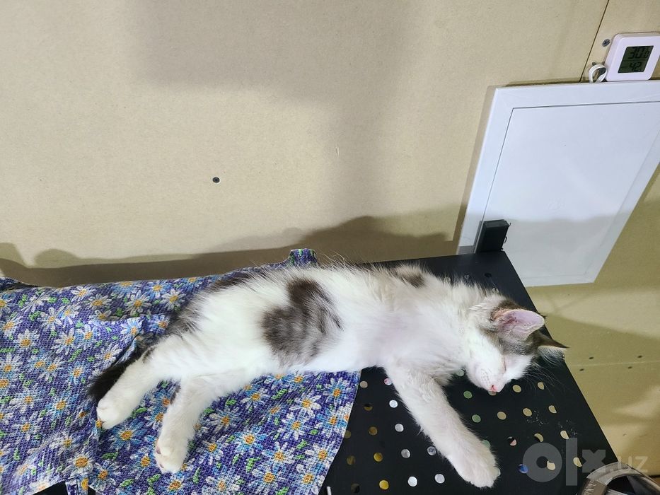 Котенок, мальчик 2,5 месяца ищет дом, домашний