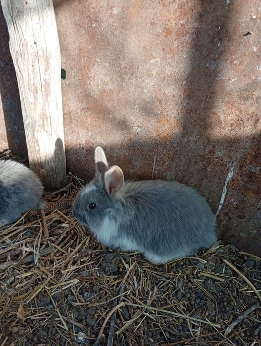 Iepurași dragalasi pt Paști