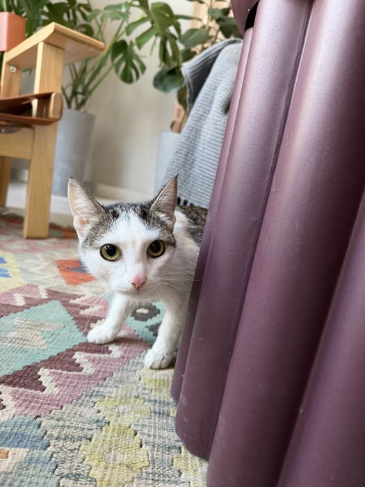 Кошечка ЛАЙМА. 8 месяцев