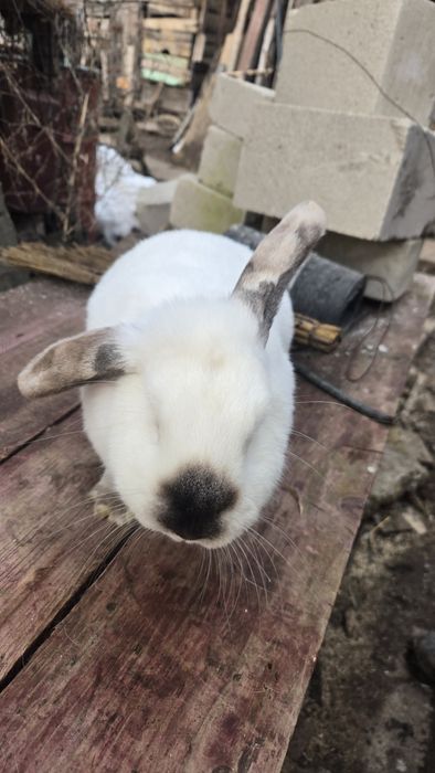 Vand iepuroaica belgiană